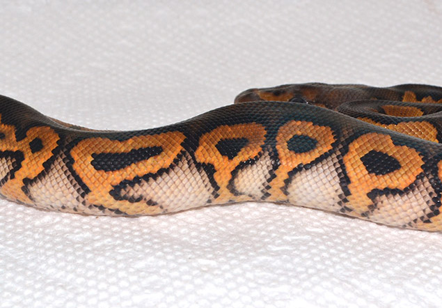 Introducing: Leopard Black Pastel Clown!